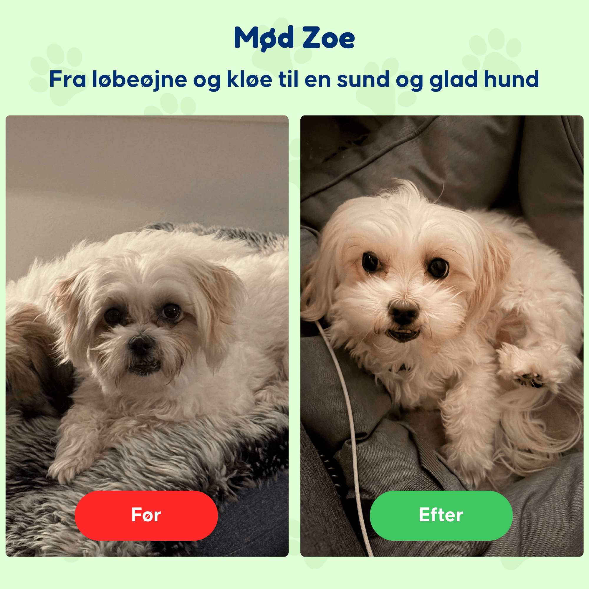 Kløe & Immun - Til hunde med kløe og poteslikken