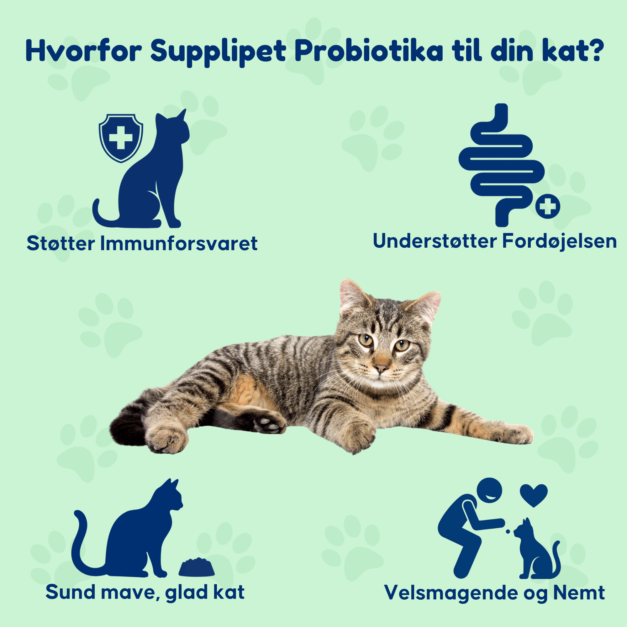 Probiotika Kat - For en sund tarmflora