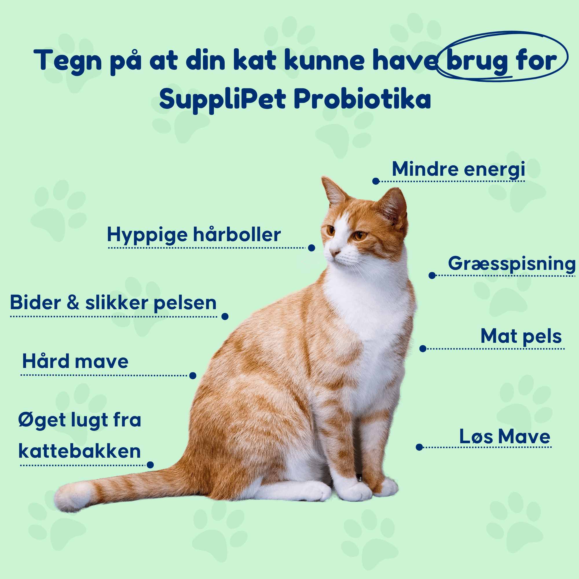 Probiotika Kat - For en sund tarmflora