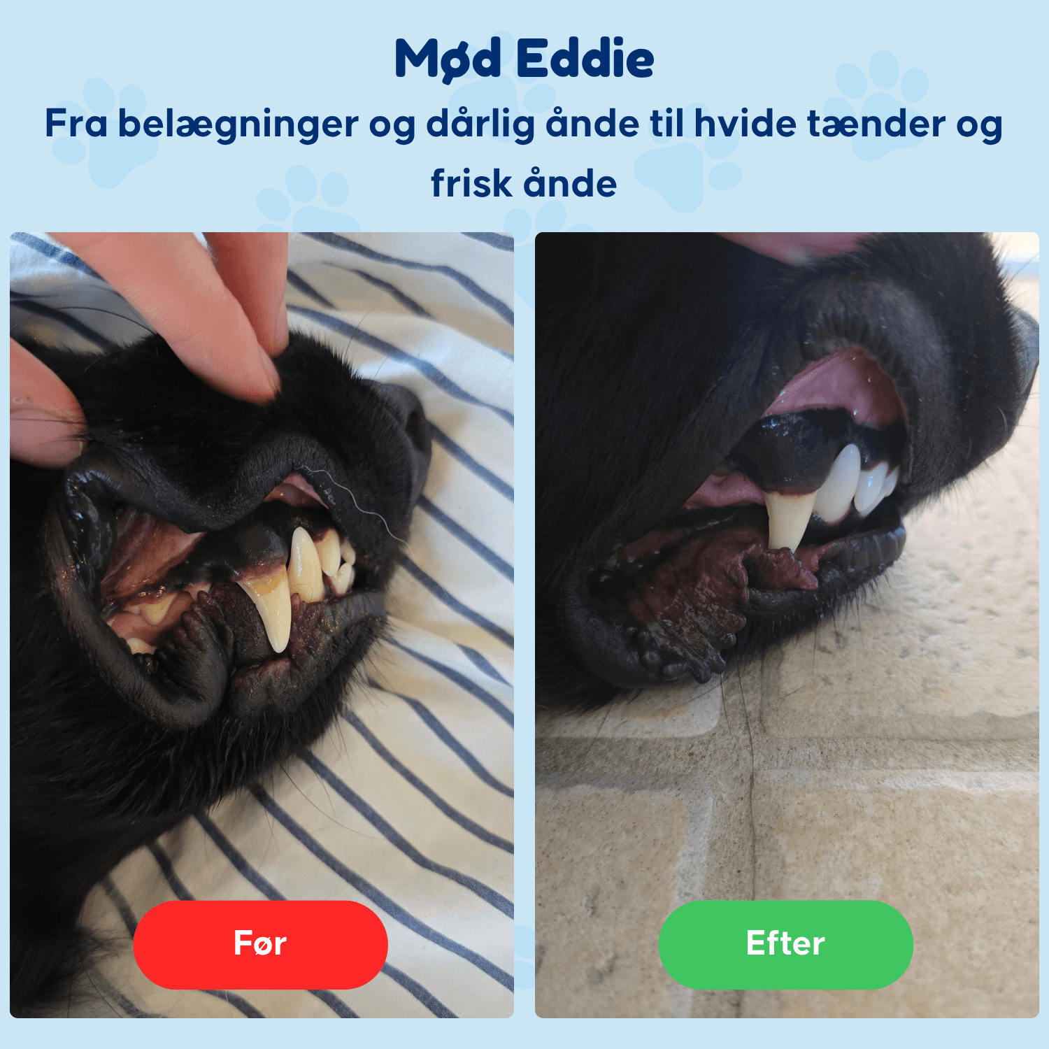 Dental Powder - For rene tænder og sundt tandkød